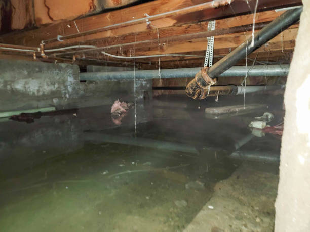 Best Water damage contractors near me  in Hampton, IA
