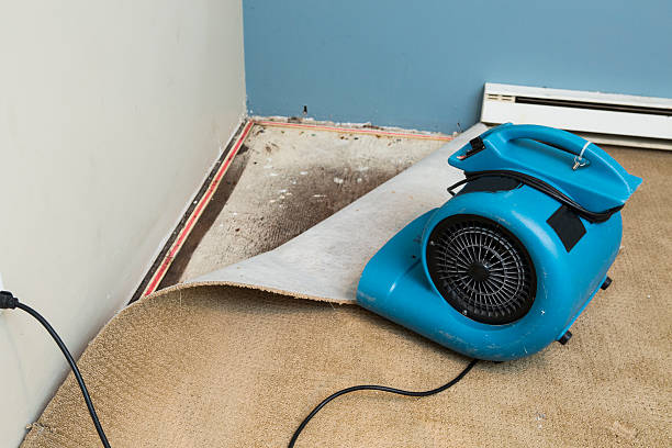 Best Professional water damage repair  in Hampton, IA